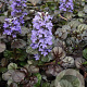 Ajuga reptans Black Scallop GM P9
