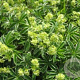 Alchemilla alpina GM P9