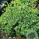 Alchemilla alpina GM P9