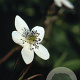 Anemone rivularis GM P9