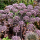 Angelica sylvestris 'Vicar's Mead' GM P9
