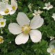 Anemone sylvestris GM P9