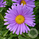 Aster alpinus GM P9