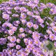 Aster alpinus GM P9