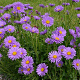 Aster alpinus GM P9