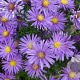 Aster (D) 'Blaue Lagune' GM P9