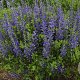 Baptisia 'Blueberry Sundae' GM P9
