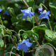 Borago pygmaea GM P9