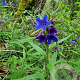 Buglossoides purpurocaerulea GM P9