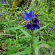 Buglossoides purpurocaerulea GM P9