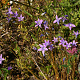 Campanula patula GM P9
