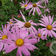 Chrysanthemum (R) 'Clara Curtis' GM P9