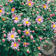 Chrysanthemum (R) 'Clara Curtis' GM P9
