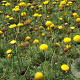 Cotula hispida GM P9