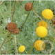 Cotula hispida GM P9