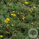 Cotula hispida GM P9