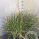 Deschampsia cesp. 'Goldtau' GM P9 BIO