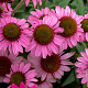Echinacea 'Meditation Pink' GM P9