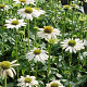 Echinacea 'Meditation White' GM P9