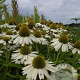 Echinacea 'Meditation White' GM P9