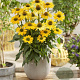 Echinacea Sunseekers Yellow GM P9