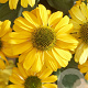 Echinacea Sunseekers Yellow GM P9