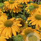 Echinacea Sunseekers Yellow GM P9