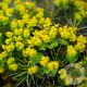 Euphorbia cyp. 'Fens Ruby' GM P9