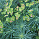 Euphorbia cyp. 'Fens Ruby' GM P9