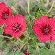 Geranium cin. Jolly Jewel Raspberry GM P9