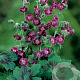 Geranium phaeum GM P9