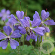Geranium 'Philippe Vapelle' GM P9