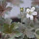 Geranium 'Sanne' GM P9
