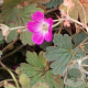 Geranium 'Tanya Rendall' GM P9