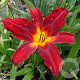Hemerocallis 'Crimson Pirate' GM P9 BIO