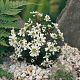 Iberis semp. 'Appen-Etz' GM P9