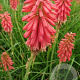 Kniphofia 'Redhot Popsicle' GM P9