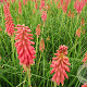Kniphofia 'Redhot Popsicle' GM P9