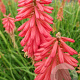 Kniphofia 'Redhot Popsicle' GM P9