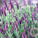 Lavandula 'Helmsdale' GM P9