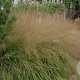 Molinia arund. 'Transparent' GM P9 BIO