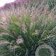 Pennisetum al. 'Gelbstiel' GM P9 BIO