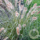 Pennisetum alopecuroides GM P9