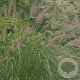 Pennisetum alopecuroides GM P9