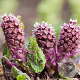 Petasites hybridus GM P9 BIO