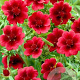 Potentilla 'Scarlet Dreams' GM P9 BIO
