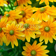 Rudbeckia hirta 'Prairie Sun' GM P9