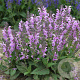 Salvia 'Lilac Lipstick' GM P9