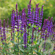Salvia sylv. 'Violet Queen' GM P9