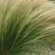 Stipa tenuissima 'Ponytails' GM P9